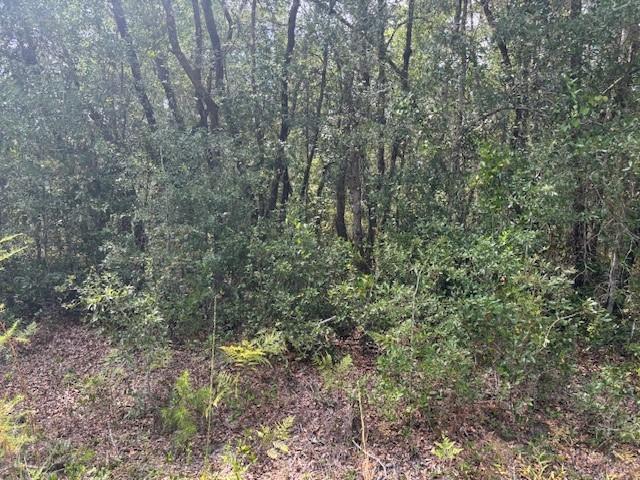 A dense, wooded area with mature trees and low-lying shrubs covering the forest floor — 0 Gray Street, FL 32148, FL