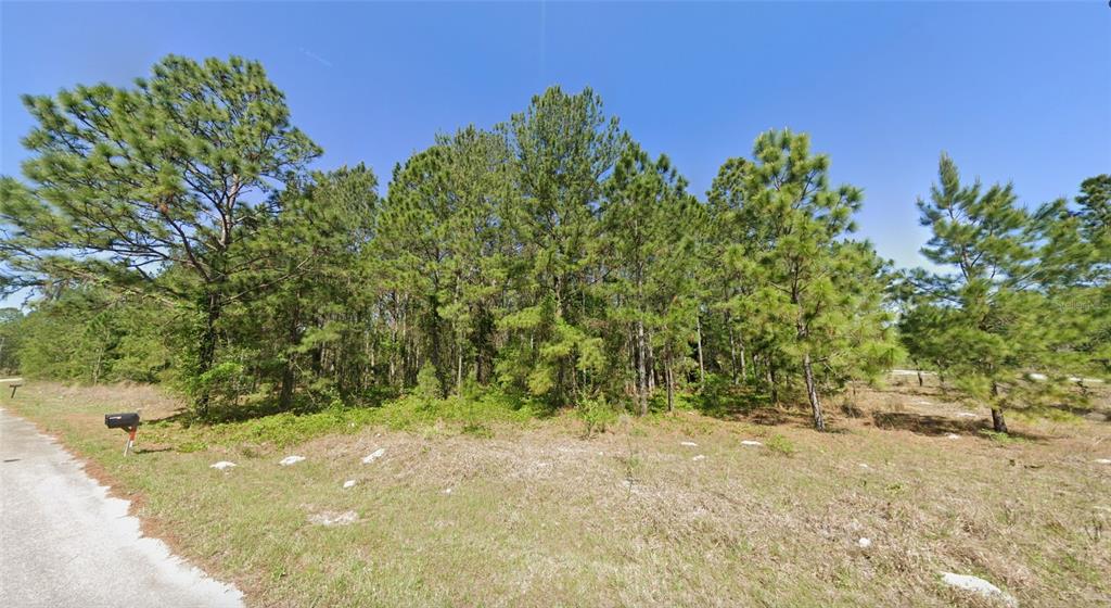 A grassy, undeveloped lot features a dense cluster of pine trees along a paved road — 33 SEQUOIA DRIVE LANE, OCKLAWAHA, FL