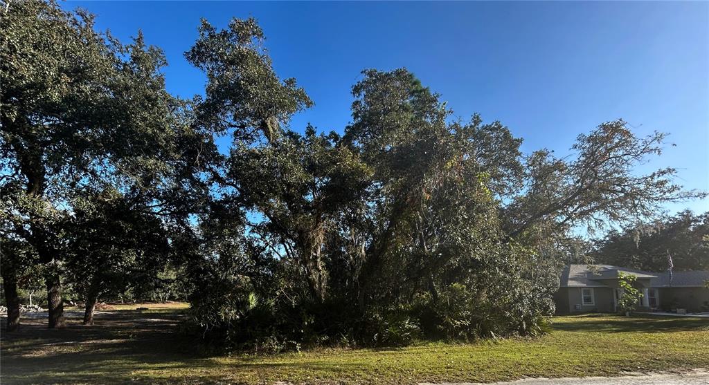 A large cluster of mature oak trees stands on a grassy lot near a house — 34429 MANUEL STREET, WEBSTER, FL