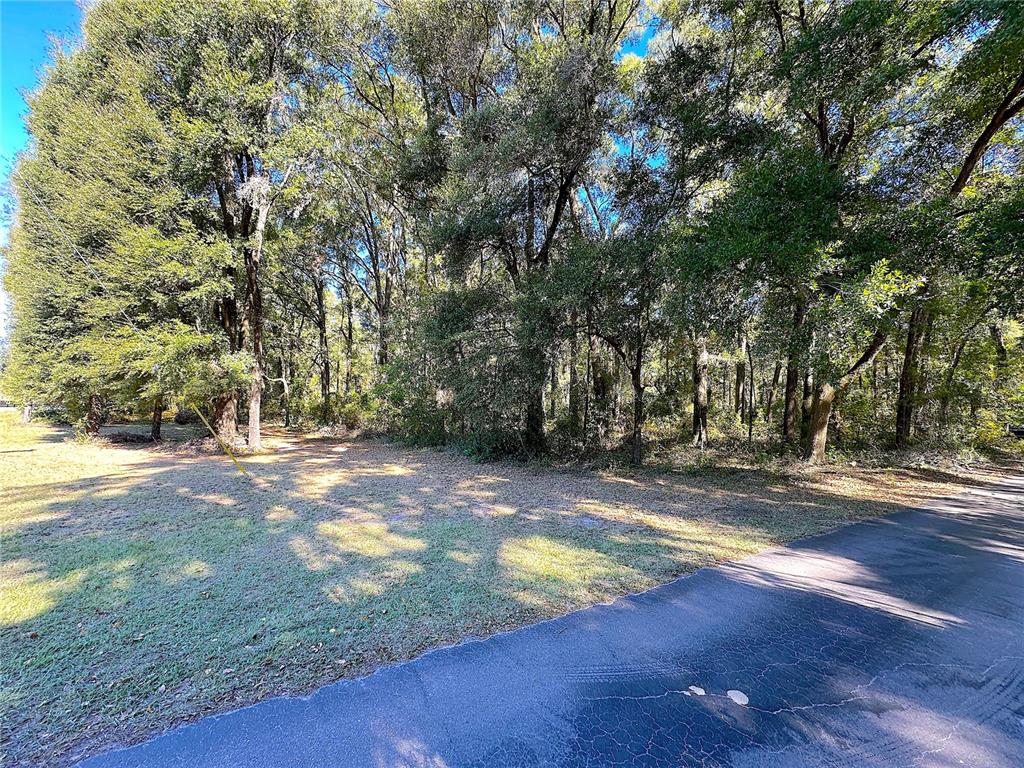 A paved road borders a grassy lot with a dense forest of mature trees — NW 143RD STREET, GAINESVILLE, FL