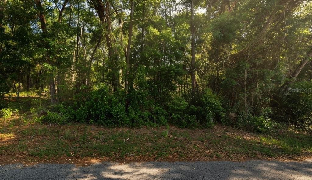 A view of a wooded, undeveloped lot from the edge of an asphalt road — 6355 E PEACH STREET, INVERNESS, FL