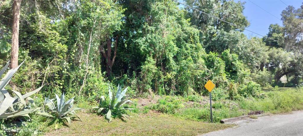 A vacant, wooded lot features dense vegetation, agave plants, and a yellow road sign — 1980 S TSALA TERRACE, INVERNESS, FL
