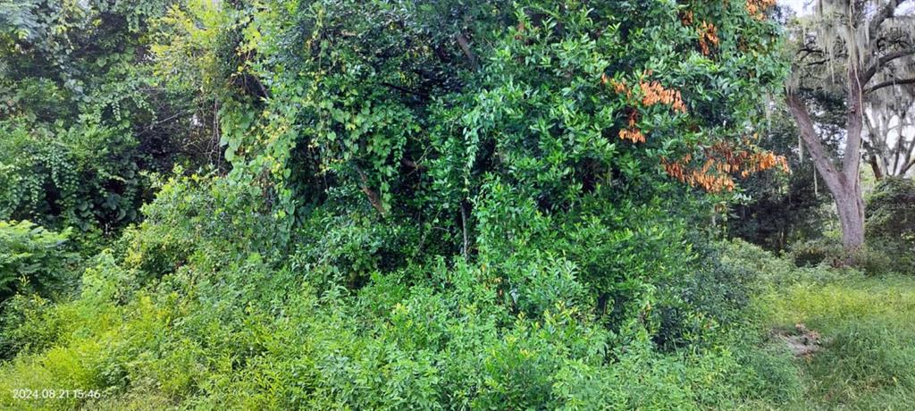 A dense, overgrown wooded area with green foliage and a few patches of orange leaves — 1980 S TSALA TERRACE, INVERNESS, FL