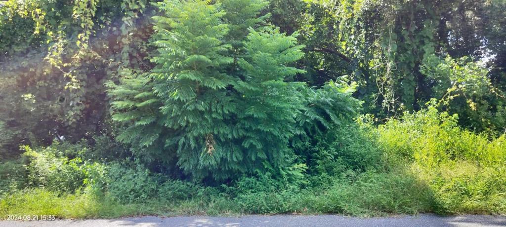 A dense, leafy tree and overgrown vegetation stand along the edge of a paved road — 1980 S TSALA TERRACE, INVERNESS, FL