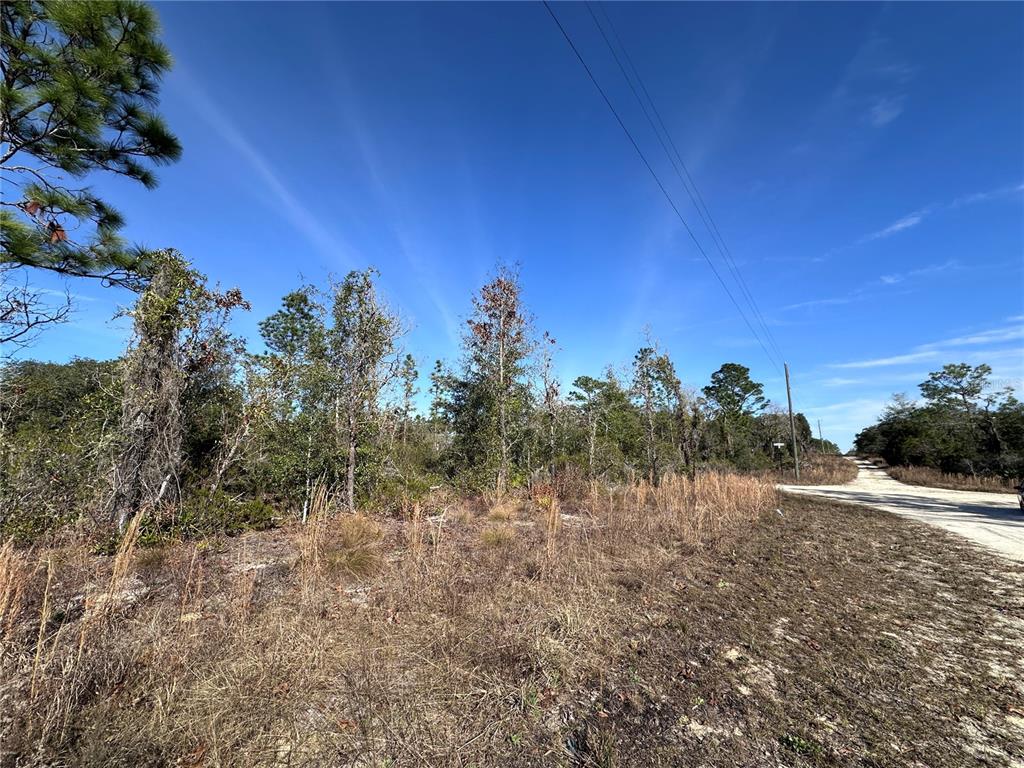 A dirt road runs alongside a wooded lot under a clear blue sky — tbd NE 117TH TERRACE, WILLISTON, FL