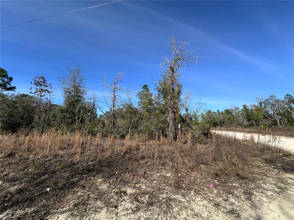 A dirt road runs alongside a wooded lot with dry grass and scattered trees — tbd NE 117TH TERRACE, WILLISTON, FL