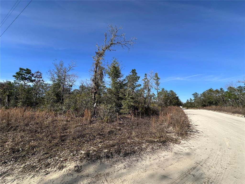A dirt road curves past a wooded lot with dry grass and scattered trees — tbd NE 117TH TERRACE, WILLISTON, FL