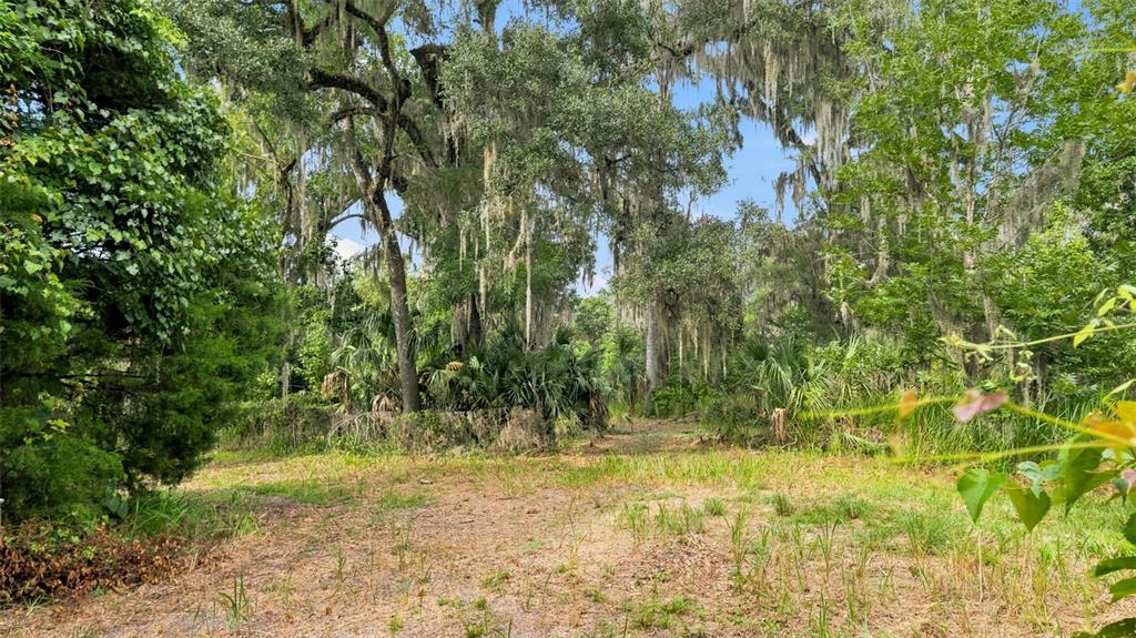 A grassy, partially cleared lot features large oak trees draped with Spanish moss — 0 CEDAR LANE, BROOKSVILLE, FL
