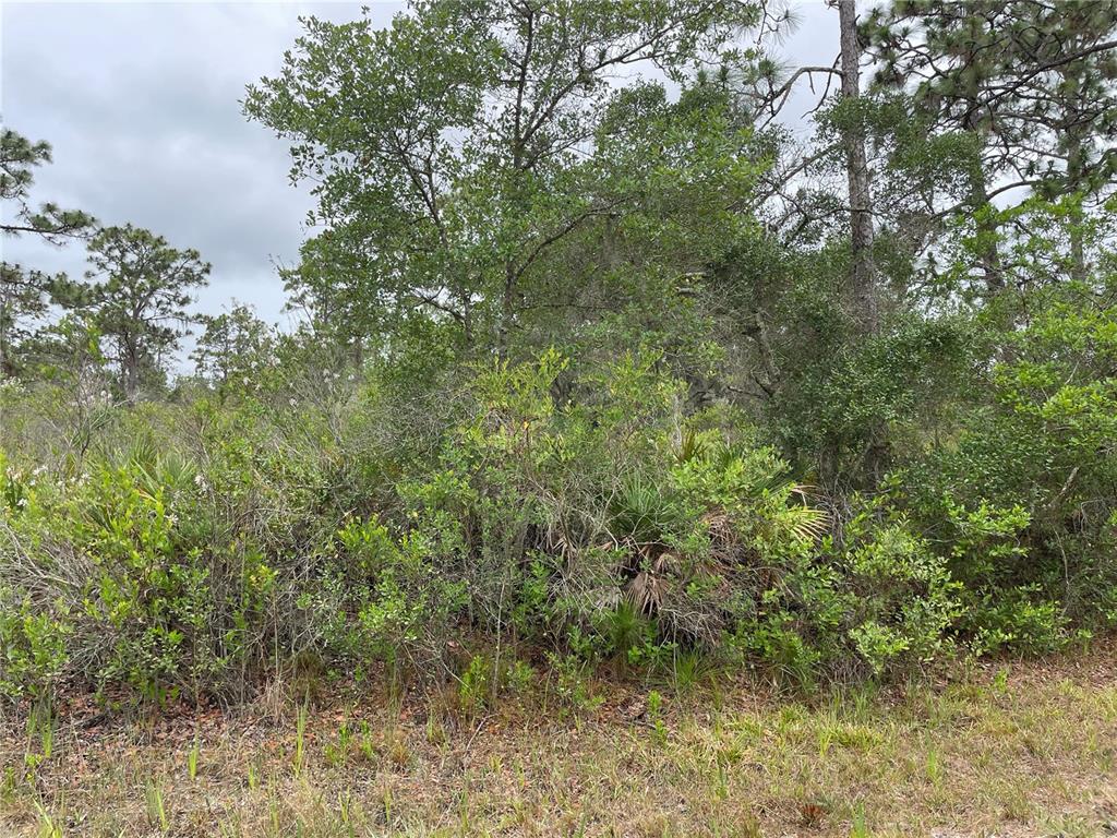 A dense, wooded lot features a mix of tall trees, shrubs, and palmettos — 0 BOUGAINVILLEA DRIVE, INDIAN LAKE ESTATES, FL