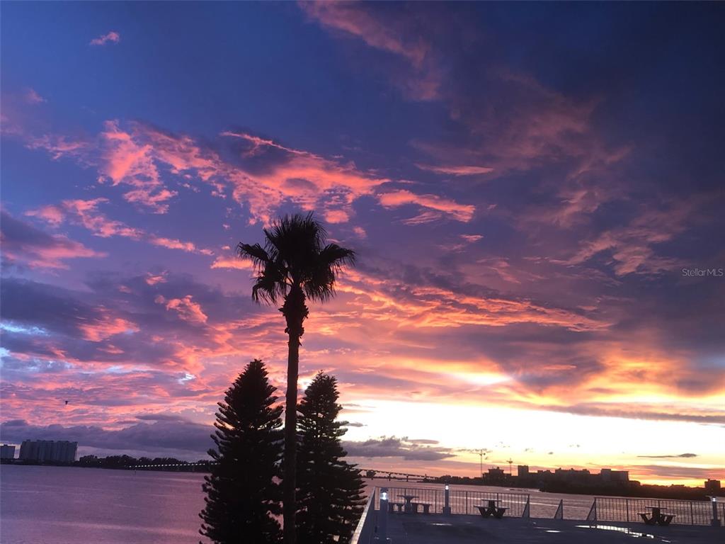 A palm tree and two pine trees stand before a vibrant sunset over the water — 100 PIERCE STREET UNIT 305, CLEARWATER, FL