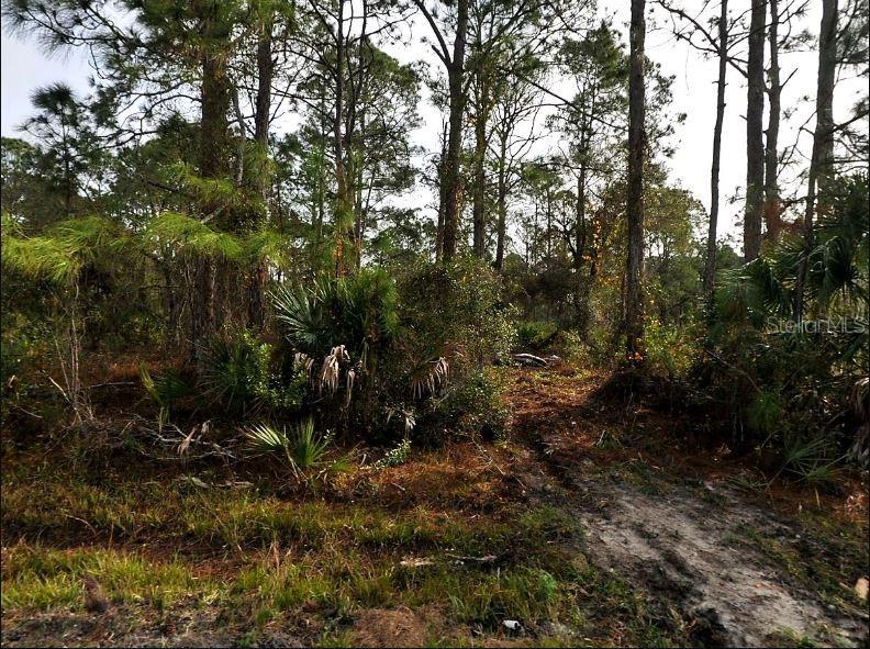 A dirt path leads into a wooded area with pine trees and palmetto bushes — STARFISH AVENUE, NORTH PORT, FL