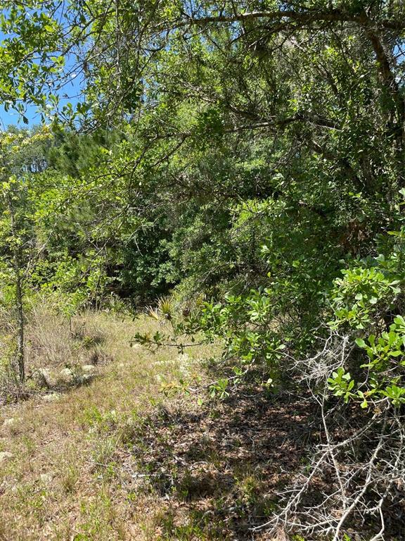 A view of a wooded lot with dense trees, shrubs, and patches of dry grass — 9368 E RIVEROAK LANE, INVERNESS, FL