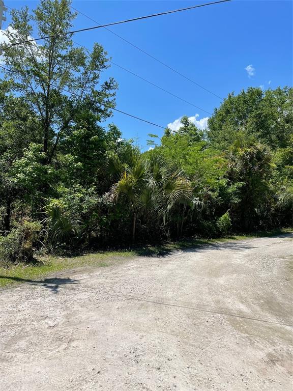 A dirt road leads toward a dense area of trees and palm plants under blue skies — 9368 E RIVEROAK LANE, INVERNESS, FL