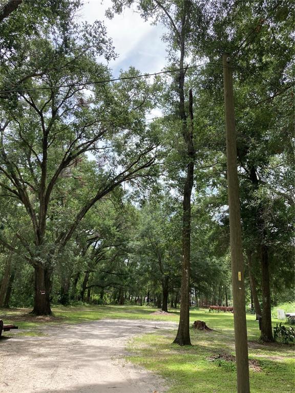 A dirt driveway leads through a wooded area with mature trees and a utility pole — E PINE AVENUE, MOUNT DORA, FL