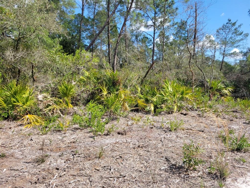 A wooded lot features sandy ground, low-lying palmetto bushes, and tall pine trees — TENNESSEE STREET, PAISLEY, FL
