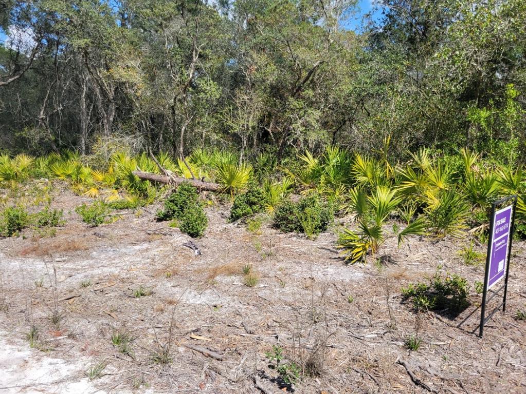 A sandy, partially cleared lot features scattered low-lying shrubs and dense forest in the background — TENNESSEE STREET, PAISLEY, FL