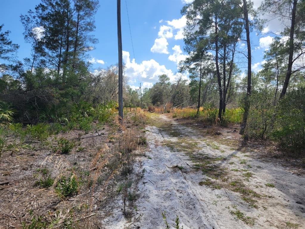 A sandy dirt path leads through a wooded area with tall pine trees and utility poles — TENNESSEE STREET, PAISLEY, FL