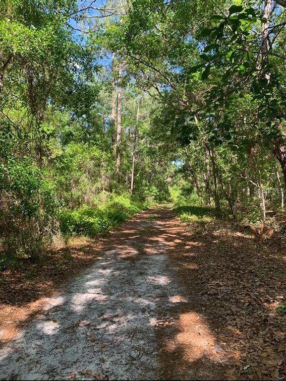 A dirt path leads through a dense, sunlit forest with tall trees and green foliage — 0 NE 226TH STREET UNIT 58, FORT MC COY, FL