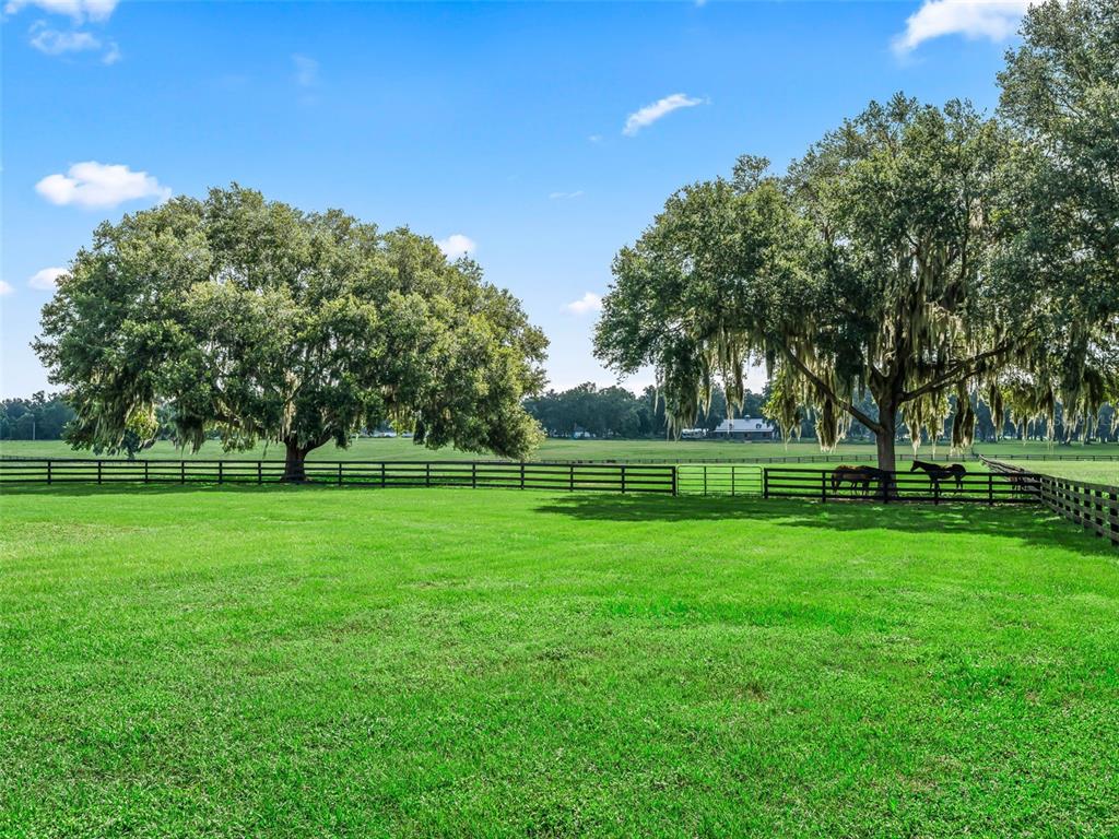 A large green pasture features two expansive oak trees and a wooden fence with horses — 15351 SE 57TH TERRACE, SUMMERFIELD, FL