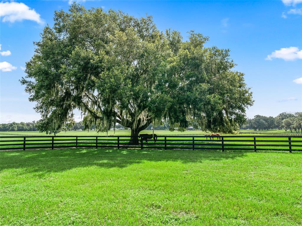 A large oak tree with Spanish moss stands in a grassy pasture behind a fence — 15351 SE 57TH TERRACE, SUMMERFIELD, FL