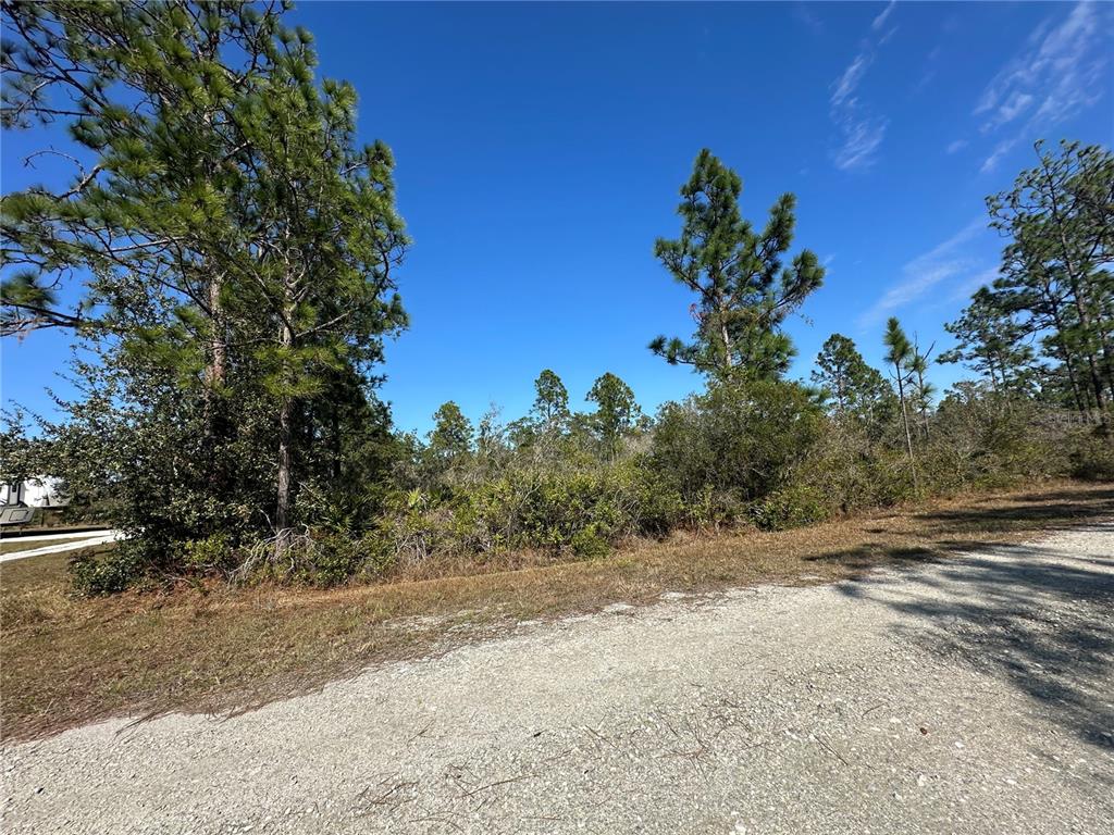 A gravel road runs alongside a wooded lot with pine trees and dense underbrush — 22 BOUGAINVILLE DRIVE, INDIAN LAKE ESTATES, FL