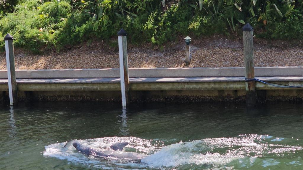 A dolphin swims in the water alongside a wooden dock with three pilings — 1257 S PORTOFINO DRIVE UNIT 307, SARASOTA, FL