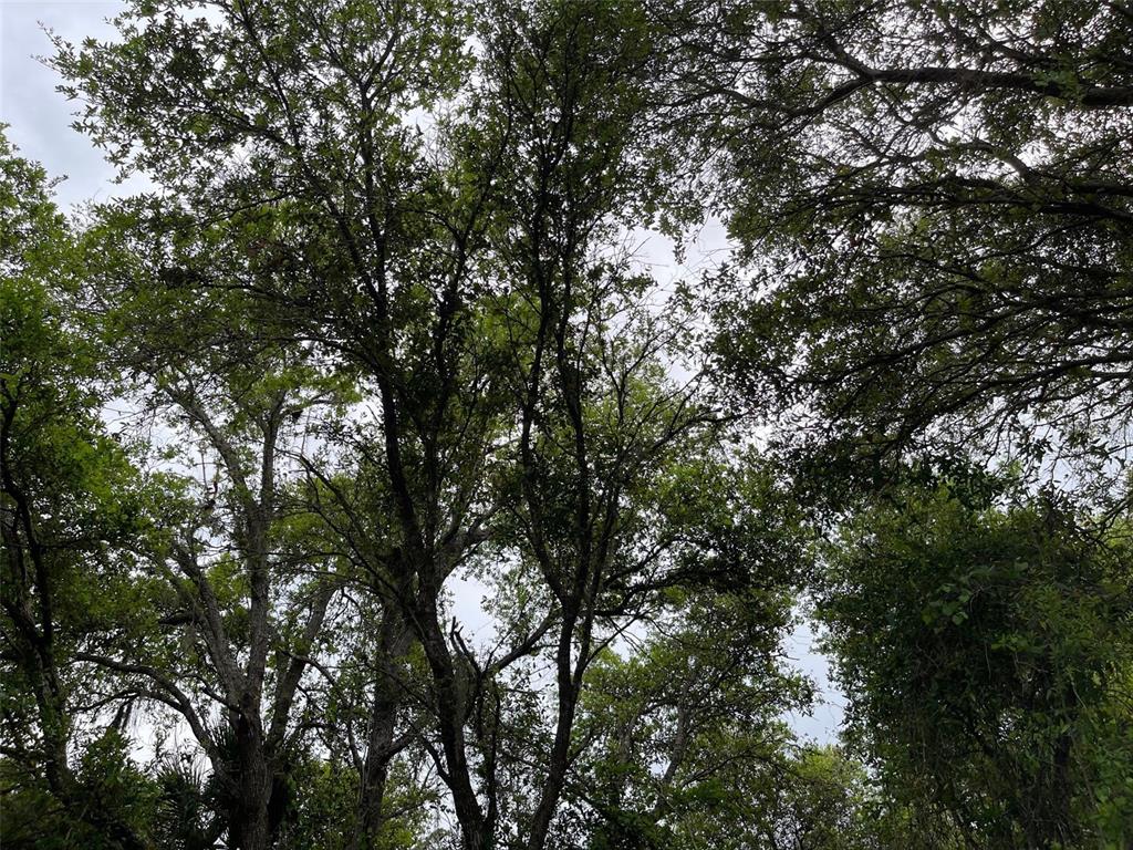 A view looking up into the dense canopy of mature trees against a cloudy sky — Lot 15 ANANAS ROAD, NORTH PORT, FL