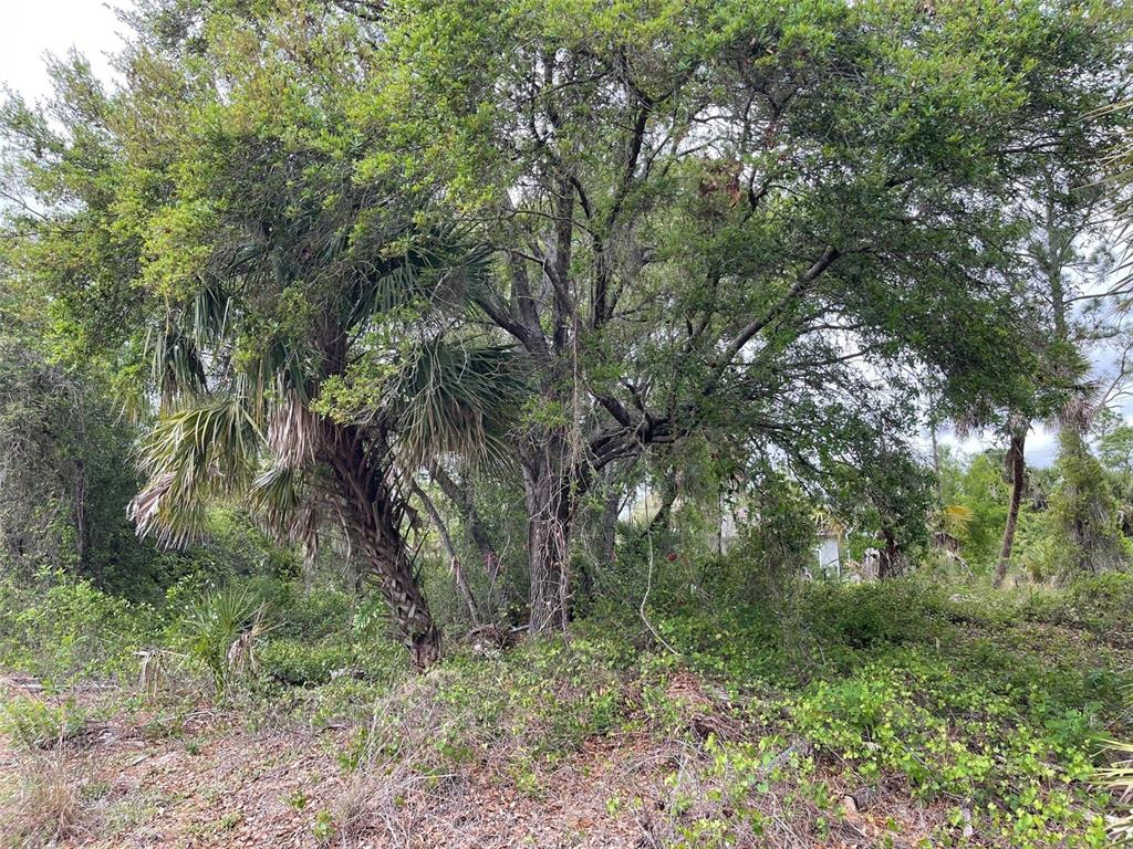 A large oak tree and a cabbage palm grow in a wooded, undeveloped outdoor lot — Lot 15 ANANAS ROAD, NORTH PORT, FL