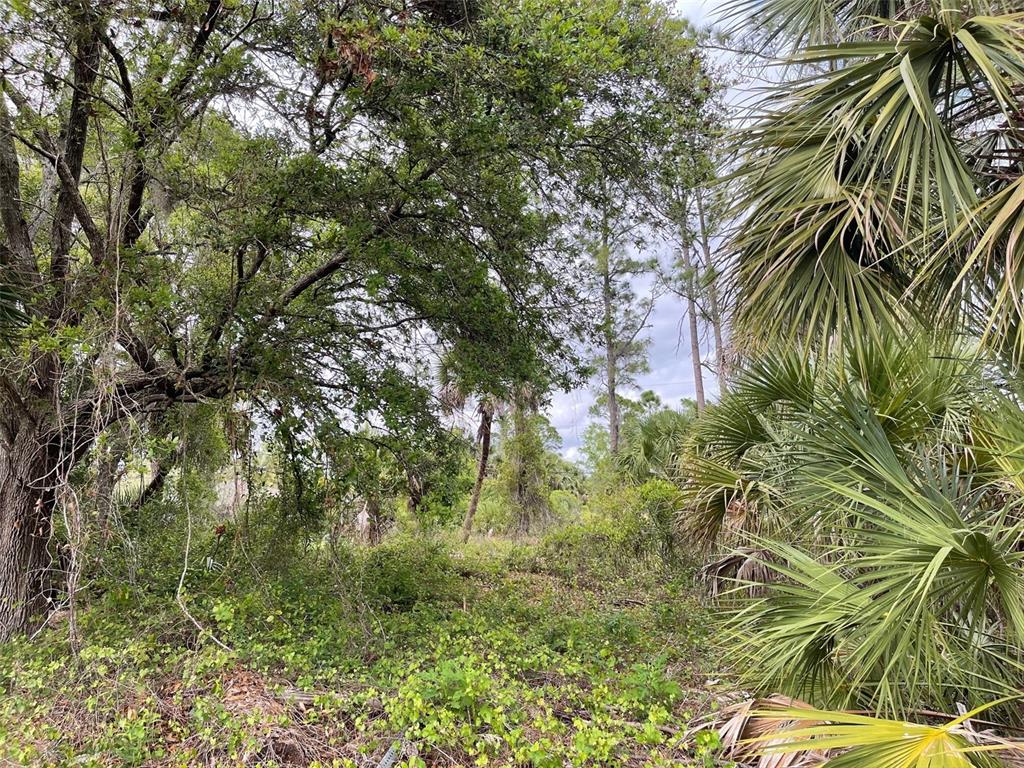 A wooded lot features dense vegetation, various trees, and several palm plants under a cloudy sky — Lot 15 ANANAS ROAD, NORTH PORT, FL