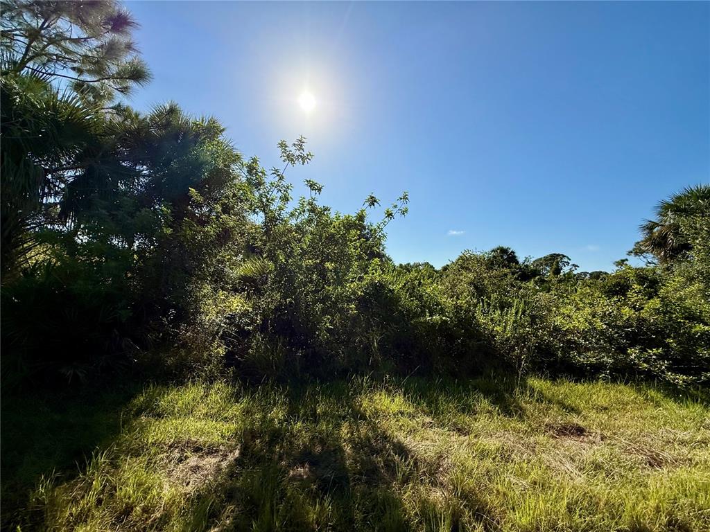 A sunny, grassy lot is surrounded by dense green trees and shrubs — EMBASSY ROAD, NORTH PORT, FL