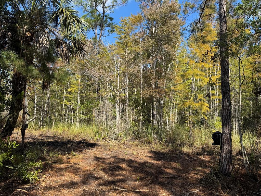 TBD QUAIL ROAD, CEDAR KEY, FL — photo 4 of 24