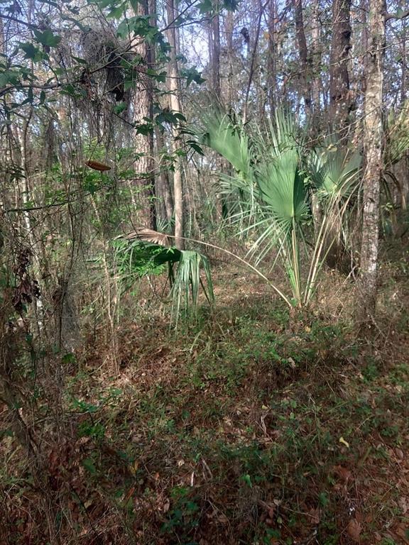 18954 COUNTY RD 329, MICANOPY, FL — photo 3 of 9