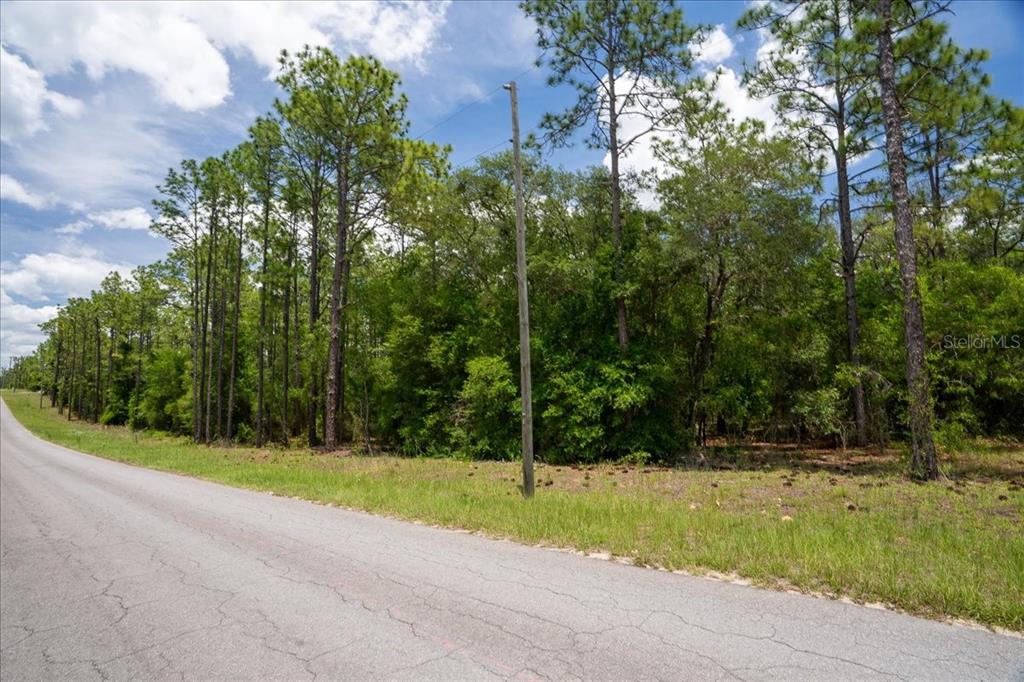 A paved road runs alongside a wooded lot with tall pine trees and utility poles — 150TH AVENUE, WILLISTON, FL