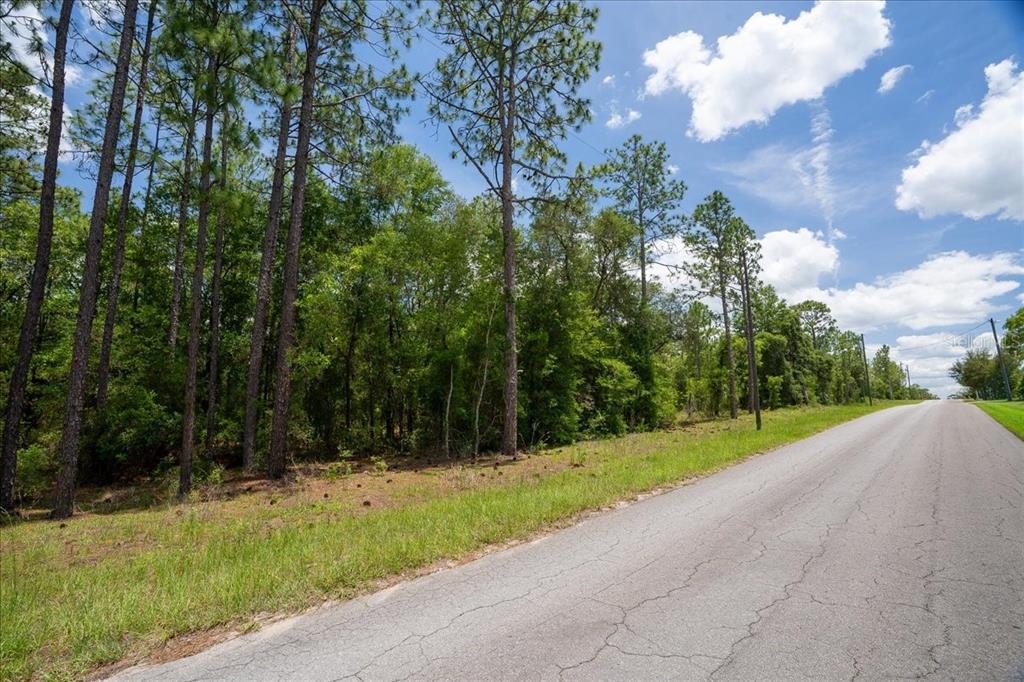 A paved road runs alongside a wooded lot with tall pine trees under a sky — 150TH AVENUE, WILLISTON, FL