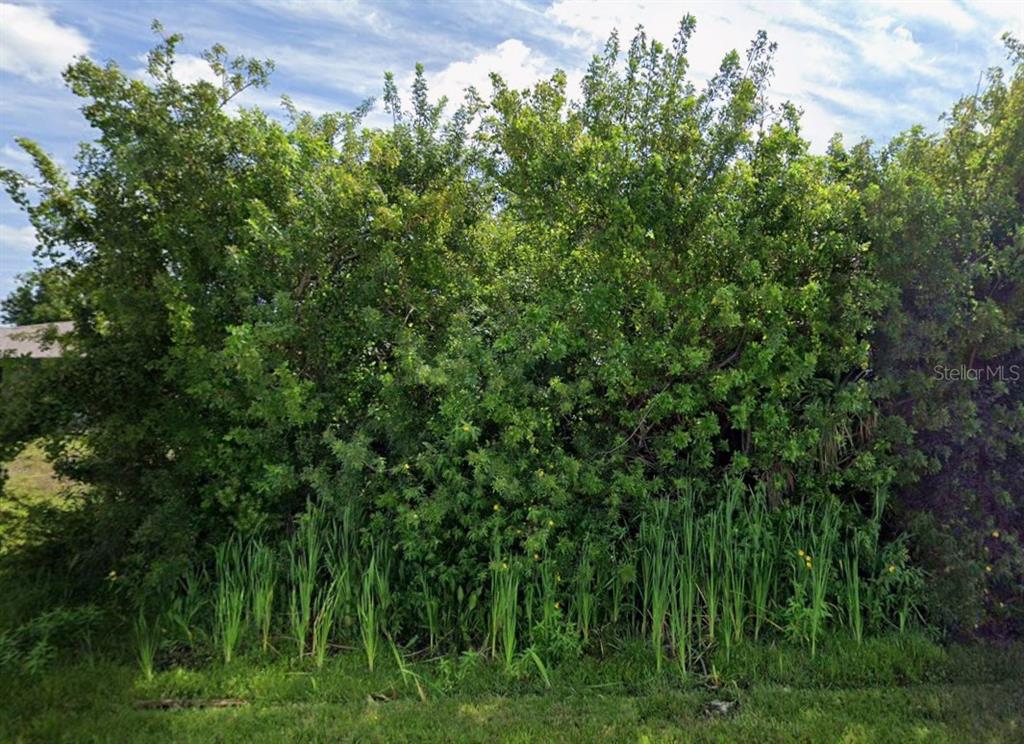A dense thicket of green trees and shrubs grows behind a patch of tall grass — 6174 CAVAN STREET, ENGLEWOOD, FL