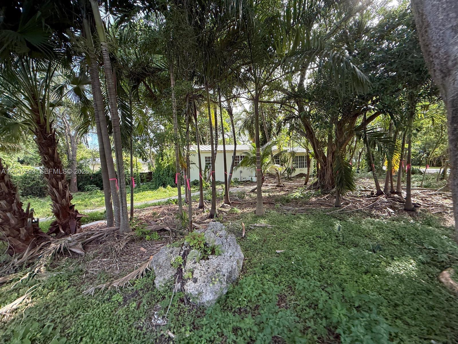 A single-story house is partially obscured by numerous palm trees and dense vegetation — 6600 SW 64th Ct, South Miami FL 33143, SOUTH MIAMI, FL