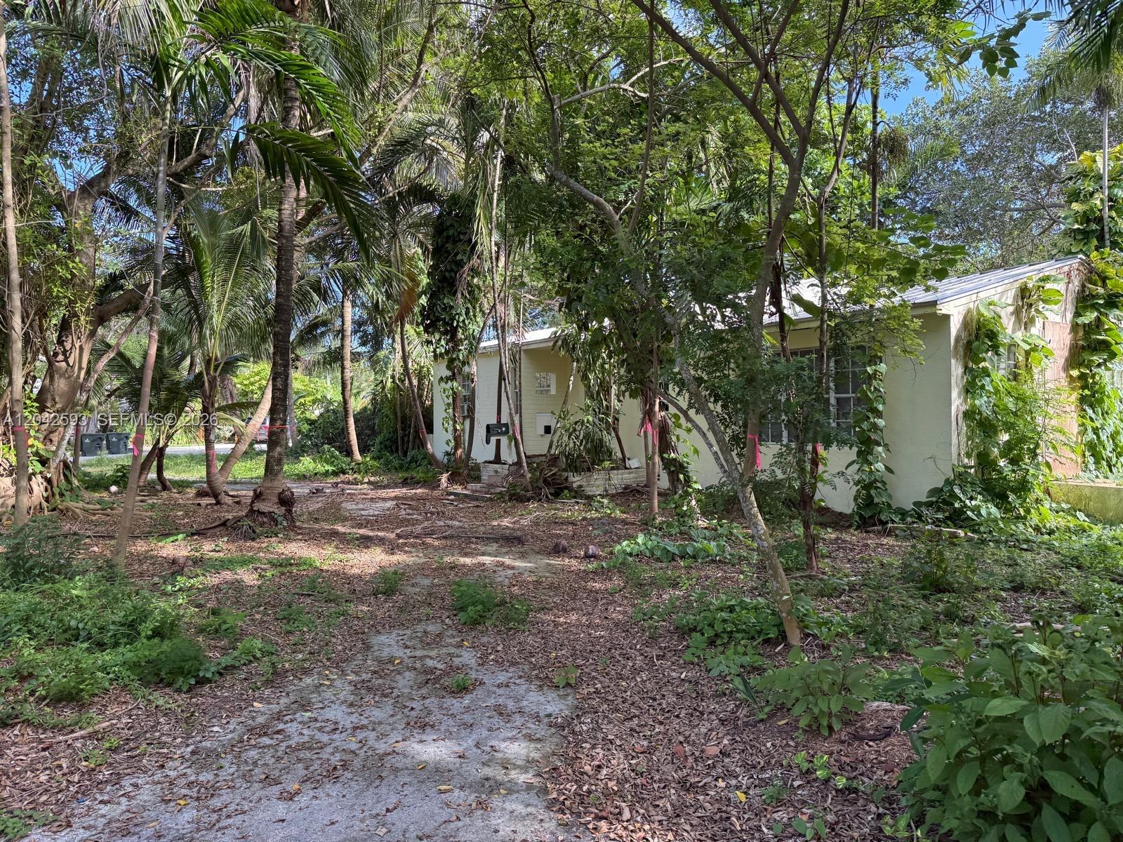 A light-colored house is partially obscured by dense trees and overgrown vegetation in a yard — 6600 SW 64th Ct, South Miami FL 33143, SOUTH MIAMI, FL