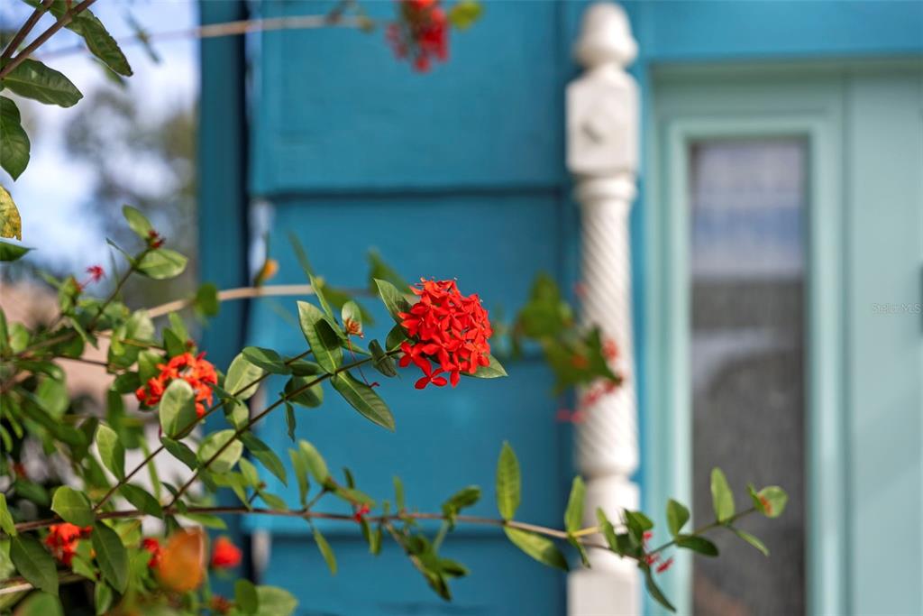 A close-up of red ixora flowers in front of a blue house with a white column — 105 TUCKER AVENUE, SARASOTA, FL
