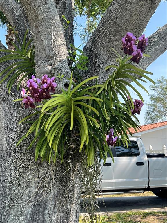 A purple orchid plant grows on the trunk of a large tree outdoors — 4201 DES MOINES STREET NE, ST PETERSBURG, FL