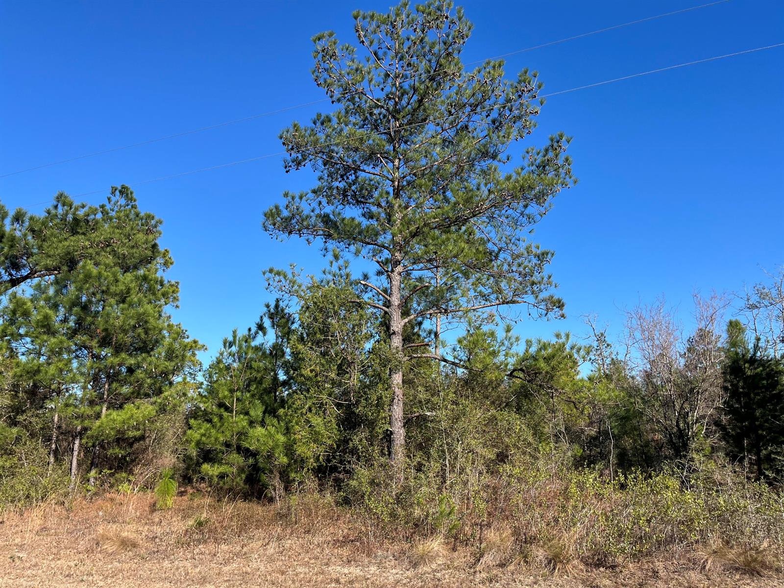 A tall pine tree stands in a wooded area under a clear blue sky — Tbd Fairview Road, FL 32448, FL