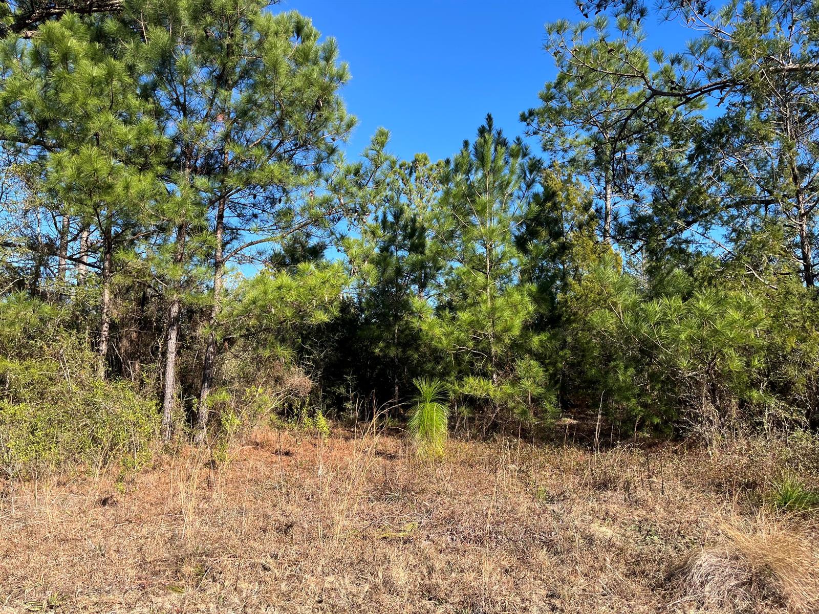 A view of a grassy field leading to a dense forest of pine trees — Tbd Fairview Road, FL 32448, FL