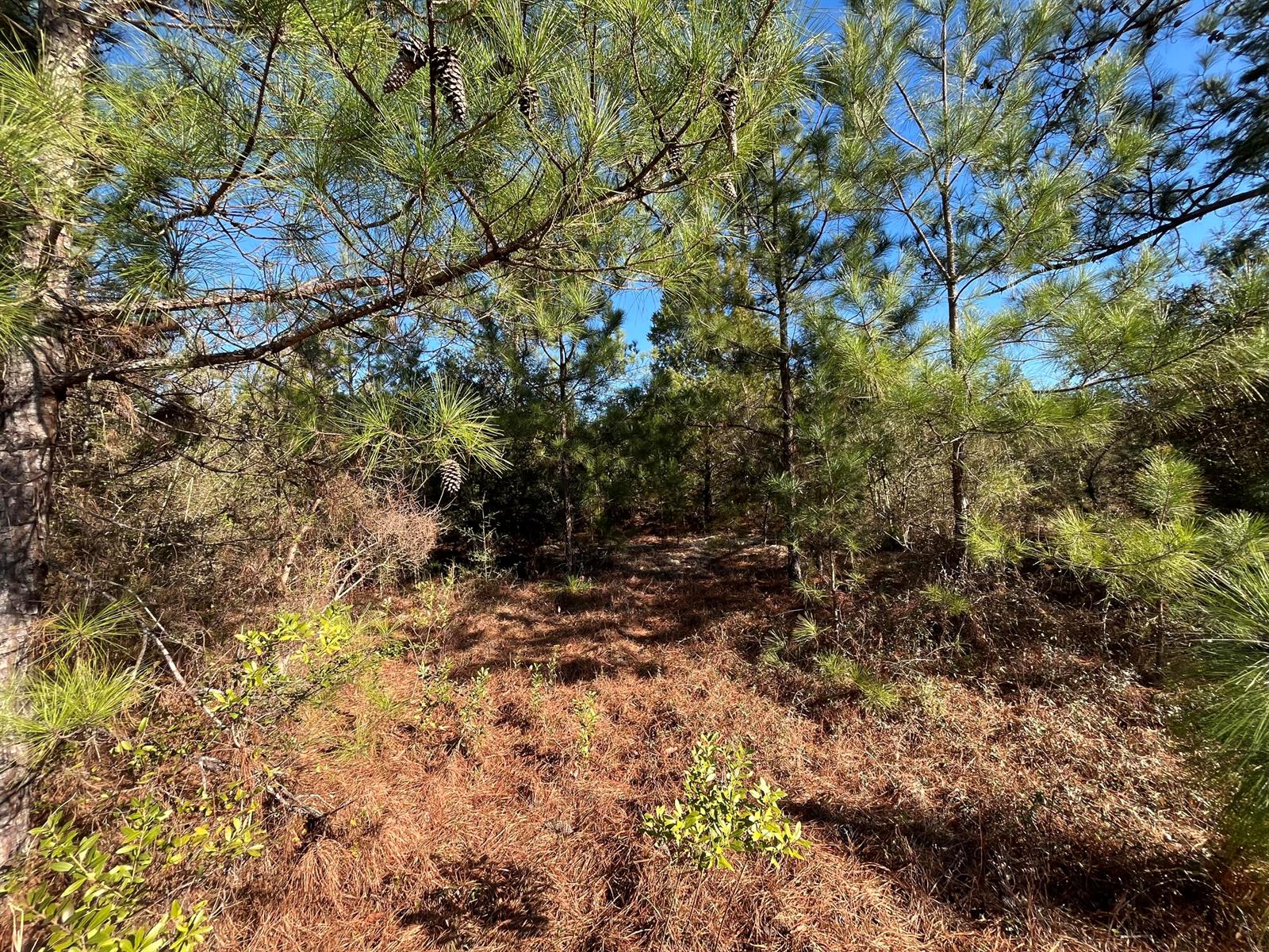 A wooded area with pine trees and a ground covered in brown pine needles — Tbd Fairview Road, FL 32448, FL