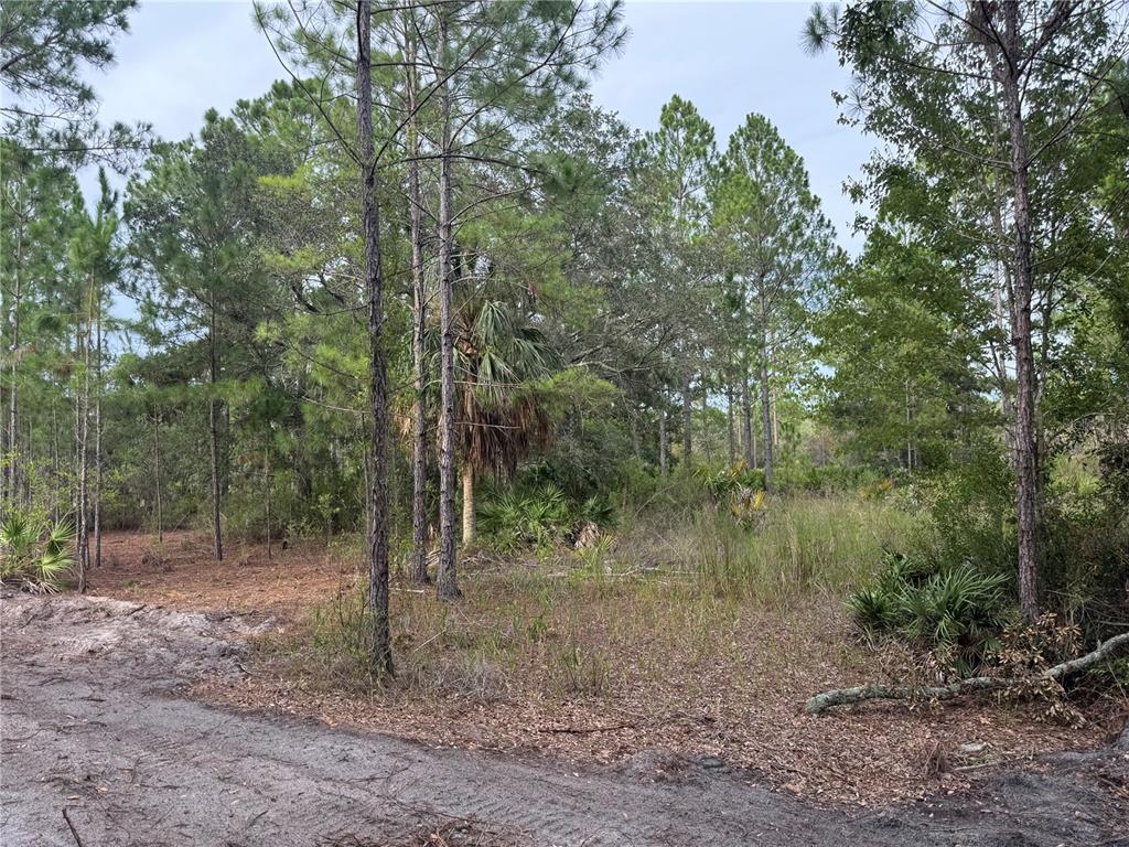 A dirt road borders a wooded lot filled with pine trees and palmettos — 00 SW 103RD COURT, CEDAR KEY, FL