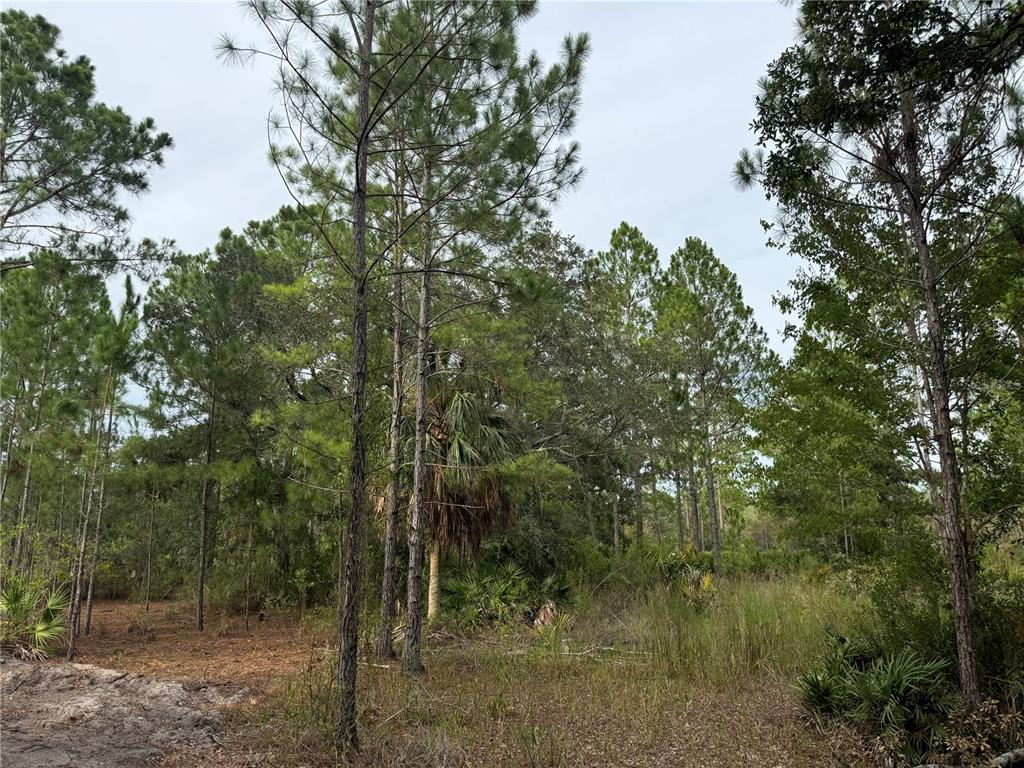 A wooded lot features tall pine trees, palmettos, and patches of dry grass — 00 SW 103RD COURT, CEDAR KEY, FL
