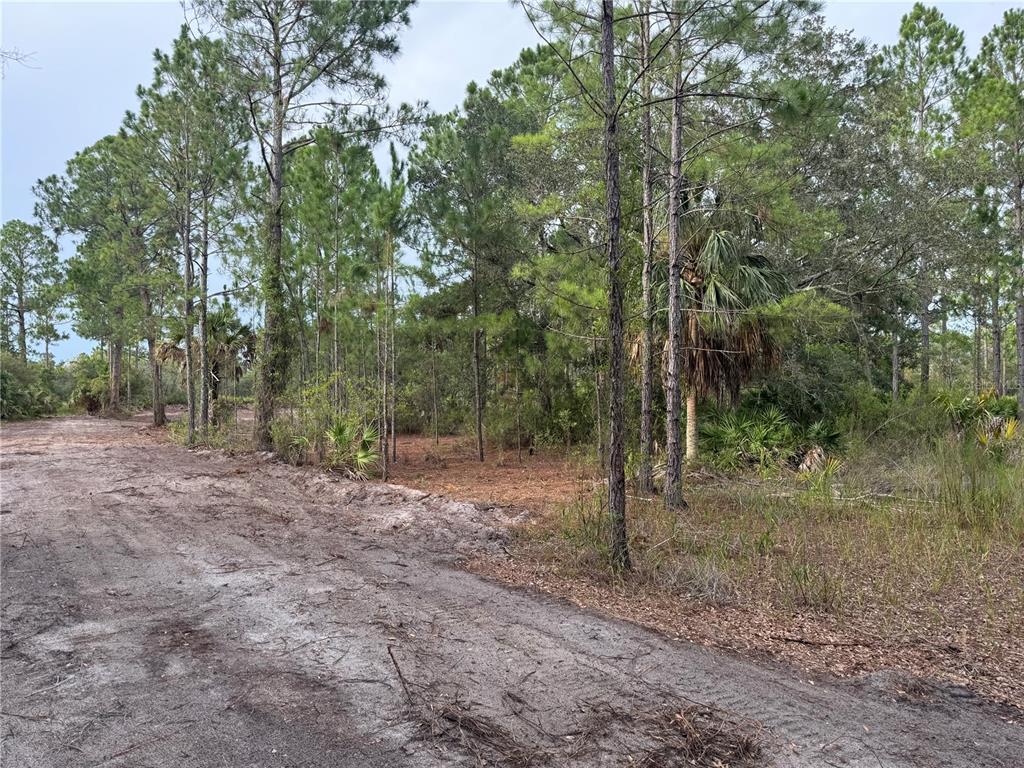 A dirt path runs alongside a wooded area with pine trees and palmettos — 00 SW 103RD COURT, CEDAR KEY, FL