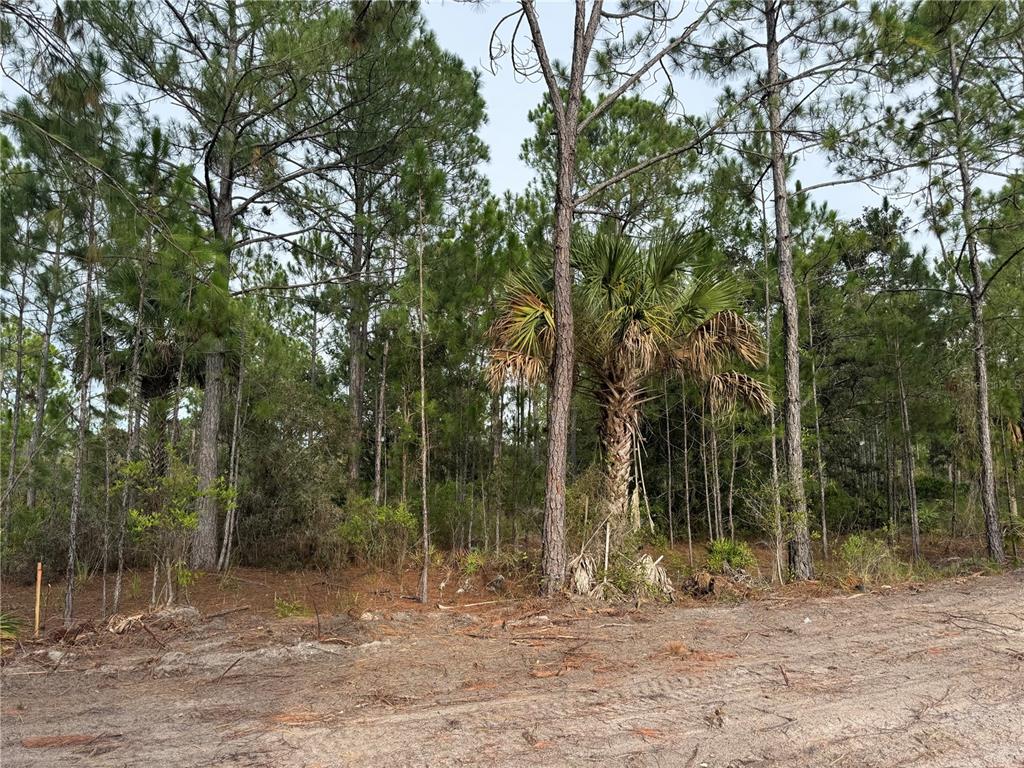 A wooded lot with pine trees and a palm tree viewed from a dirt road — 00 SW 103RD COURT, CEDAR KEY, FL
