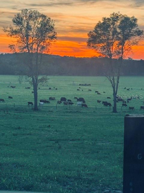 A herd of cattle grazes in a grassy field at sunset between two large trees — Lot 19 254TH LANE, ALACHUA, FL