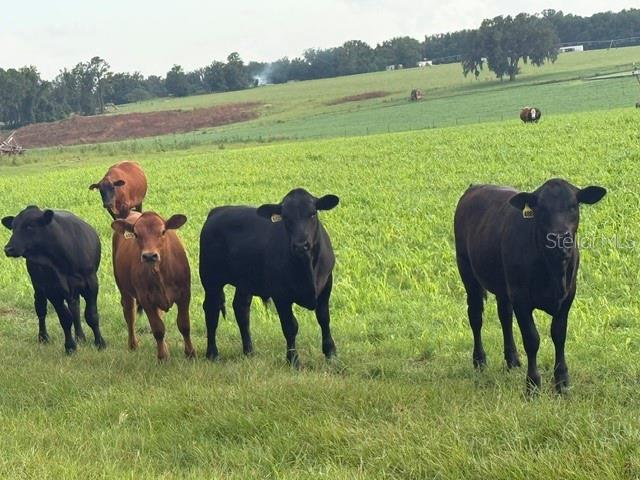 Four cows stand in a grassy field with a rolling landscape in the background — Lot 19 254TH LANE, ALACHUA, FL