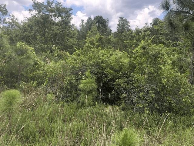 0 Xeriscape Nursery Road, Frostproof FL 33843