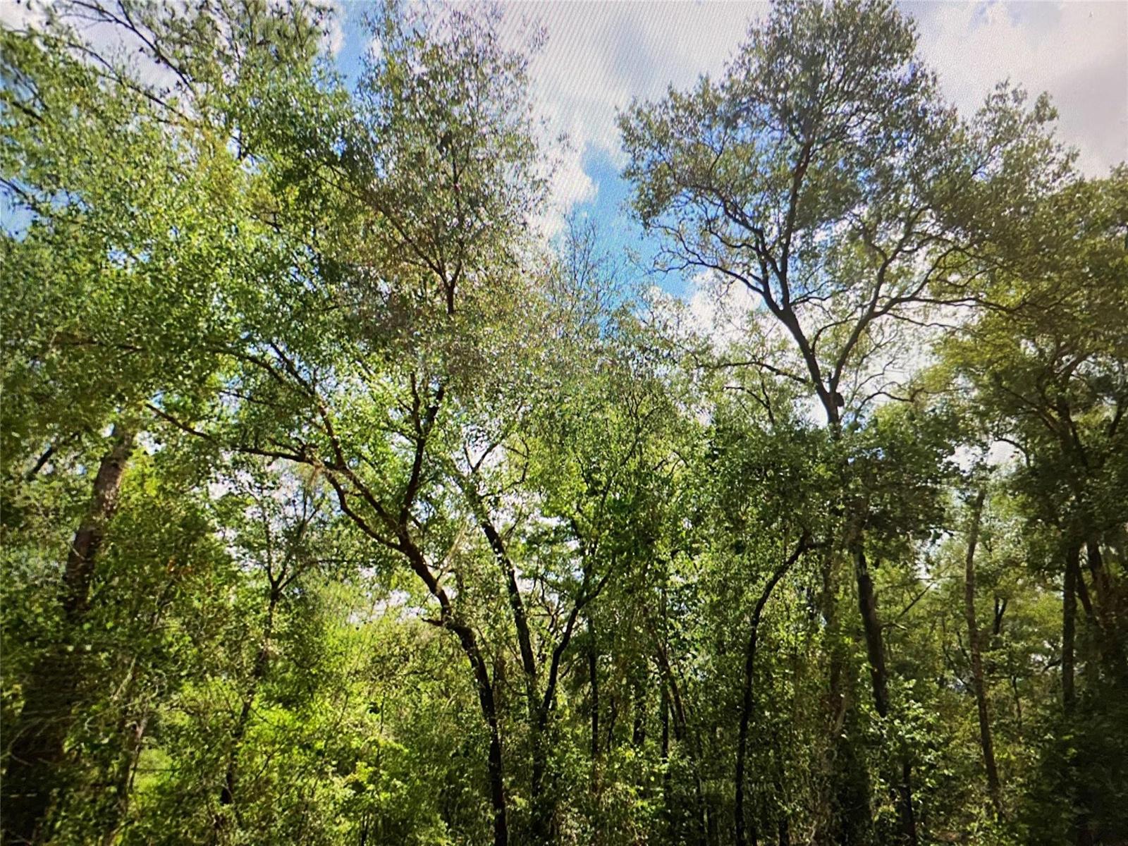 A view looking up at the canopy of tall, green trees against a blue sky — 6691 N Bedstrow Boulevard, FL 34434, FL